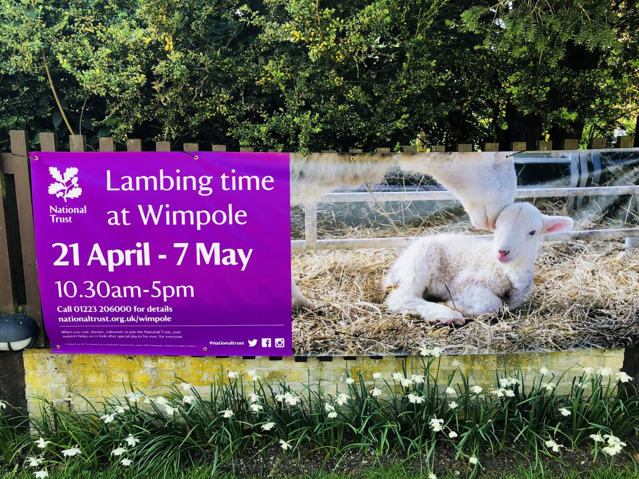 Lambing sign at Wimpole Home Farm